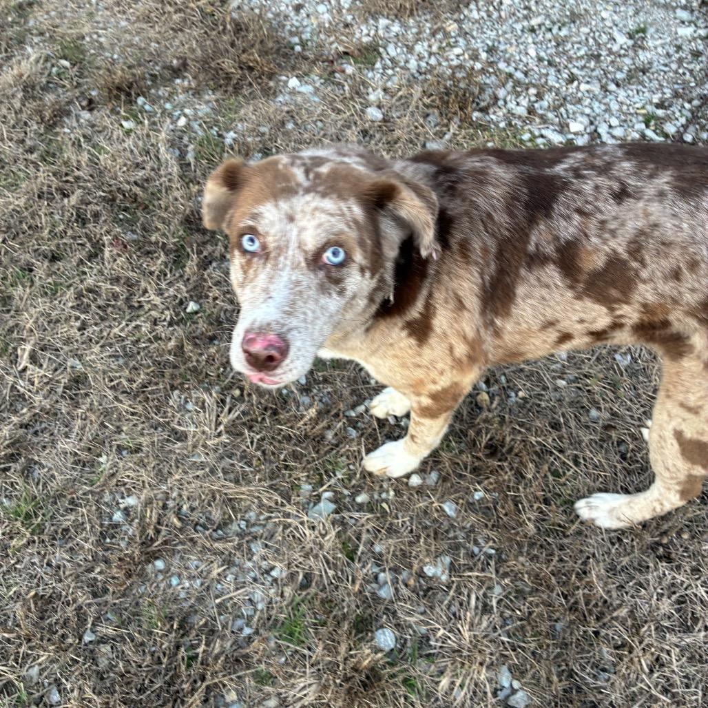 Enlarge Sansa, a Adoptable mixed breed in Hohenwald, TN image 5/6