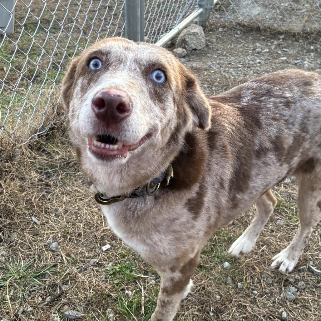 Enlarge Sansa, a Adoptable mixed breed in Hohenwald, TN image 6/6