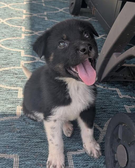 Angus, ADOPTABLE, Puppy Male Shepherd.