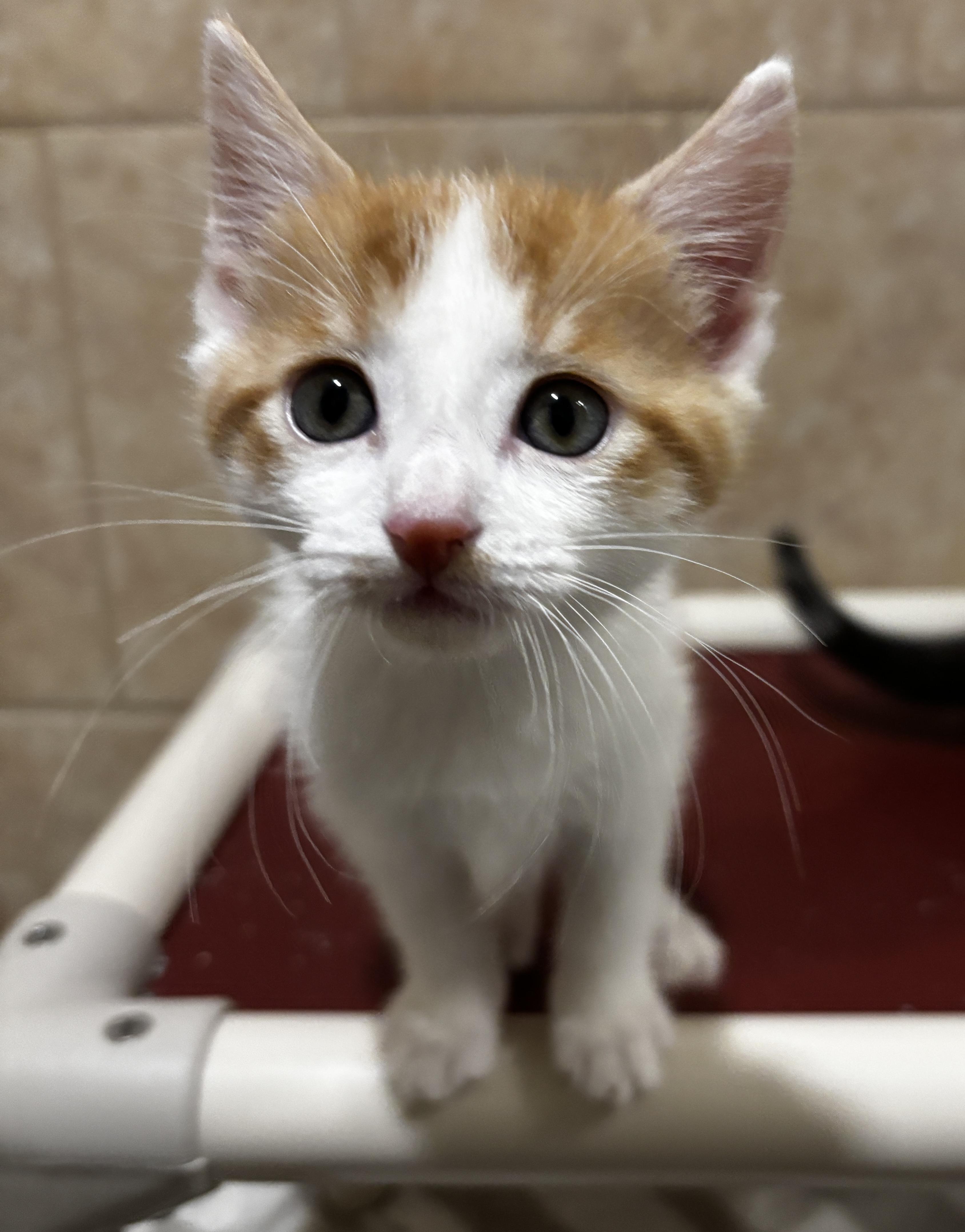 Cardinal, an adopted Domestic Short Hair in Rochester, NY image 3/4