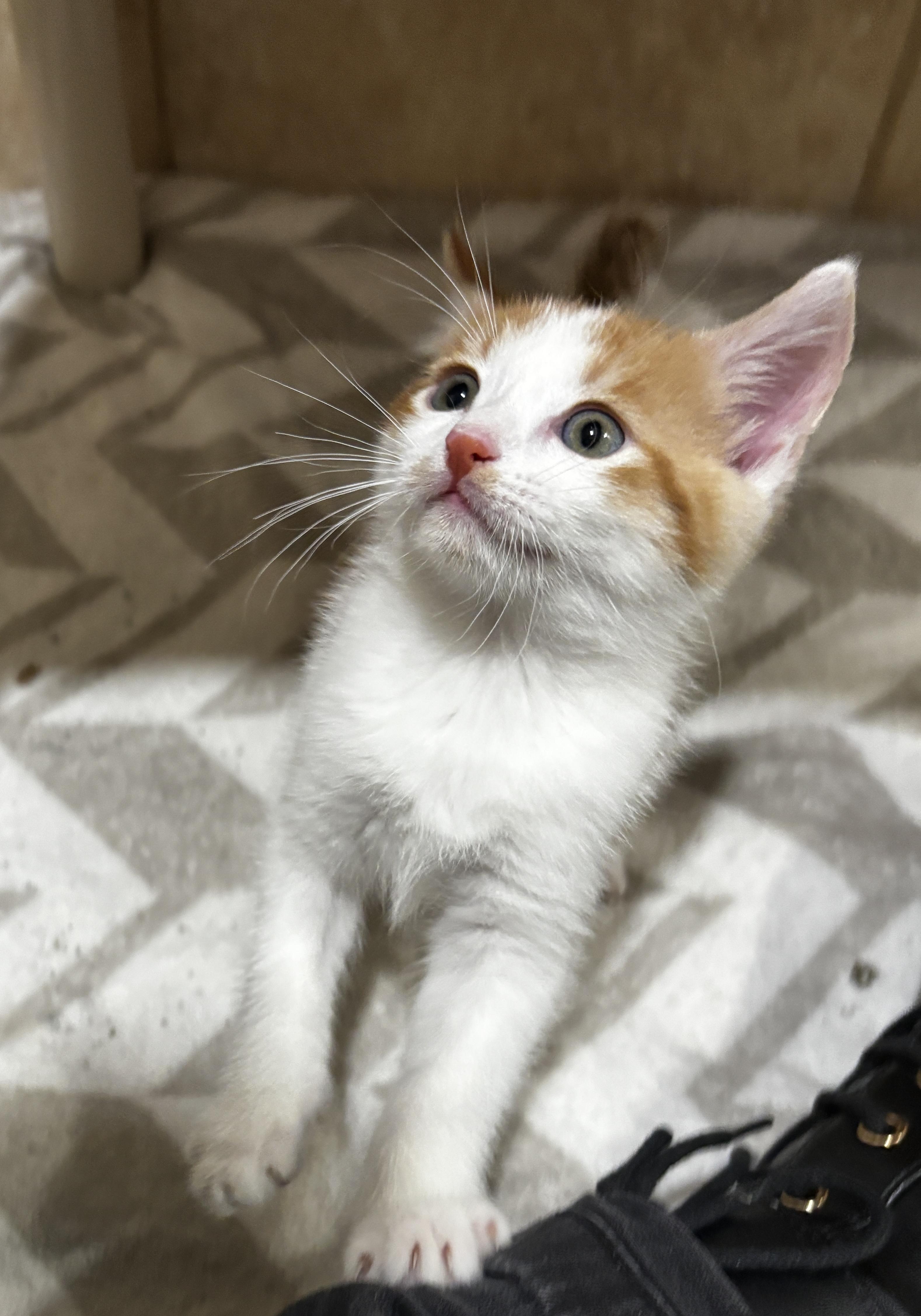 Cardinal, an adopted Domestic Short Hair in Rochester, NY image 2/4