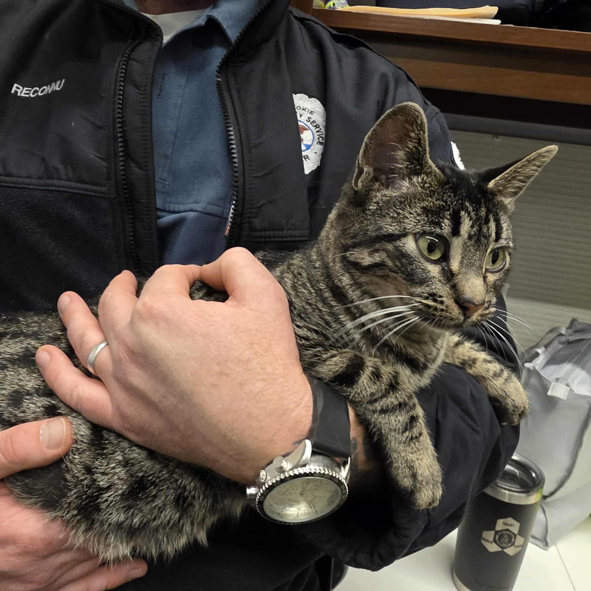 Moreen, a Adoptable mixed breed in Chicago, IL image 2/6