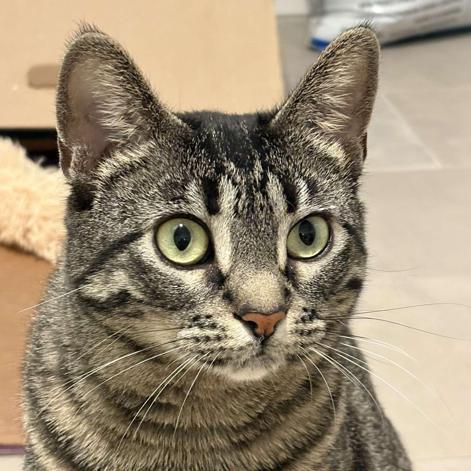 Enlarge Moreen, a Adoptable mixed breed in Chicago, IL image 1/6