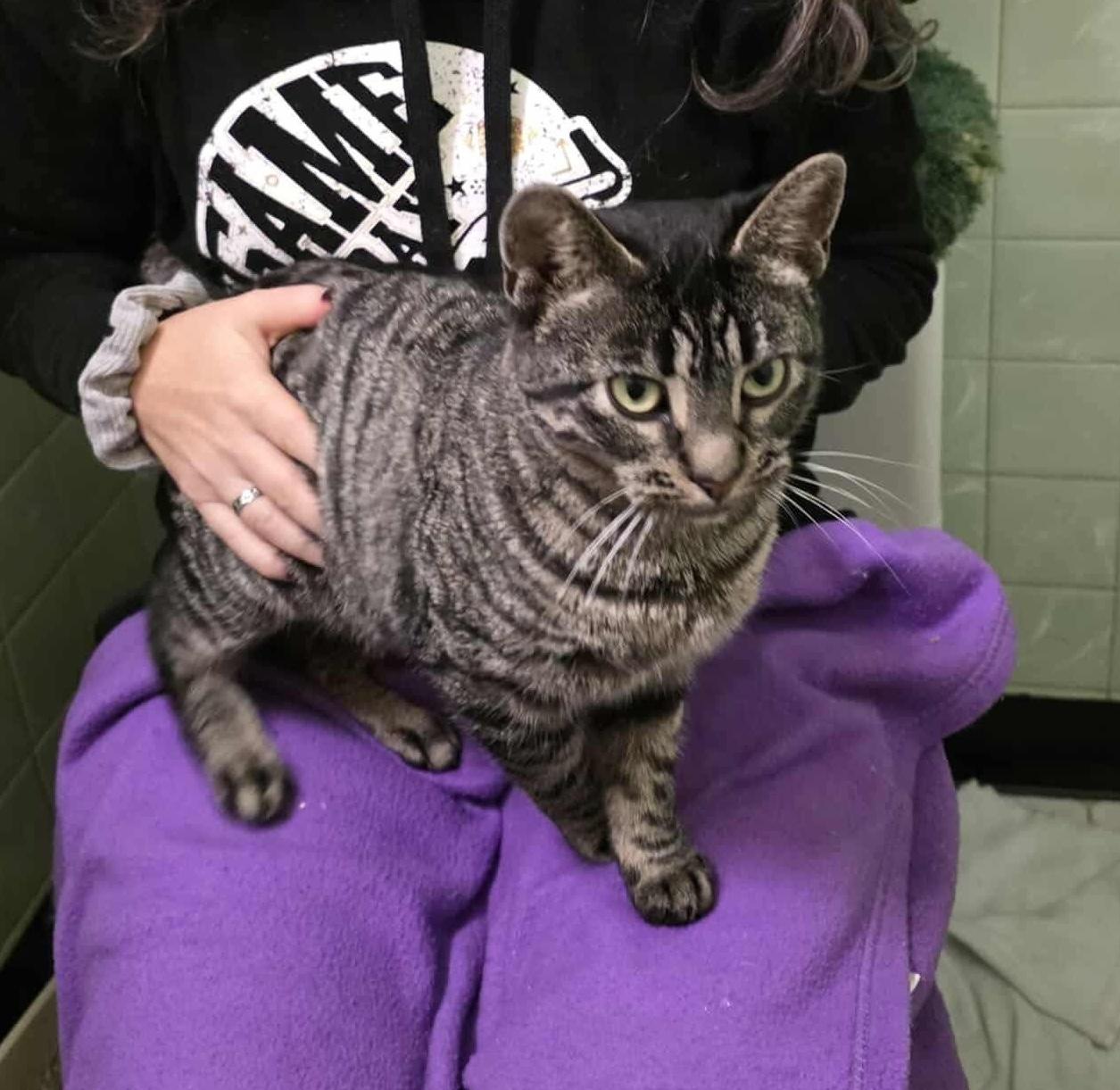 Moreen, Adoptable, Young Female Tabby.