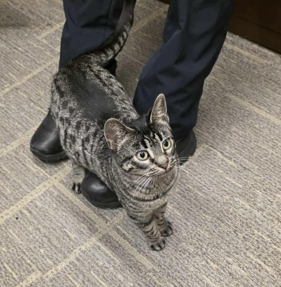 Moreen, a Adoptable mixed breed in Chicago, IL image 3/6