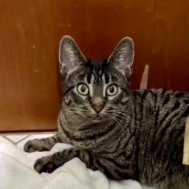 Moreen, a Adoptable mixed breed in Chicago, IL image 5/6