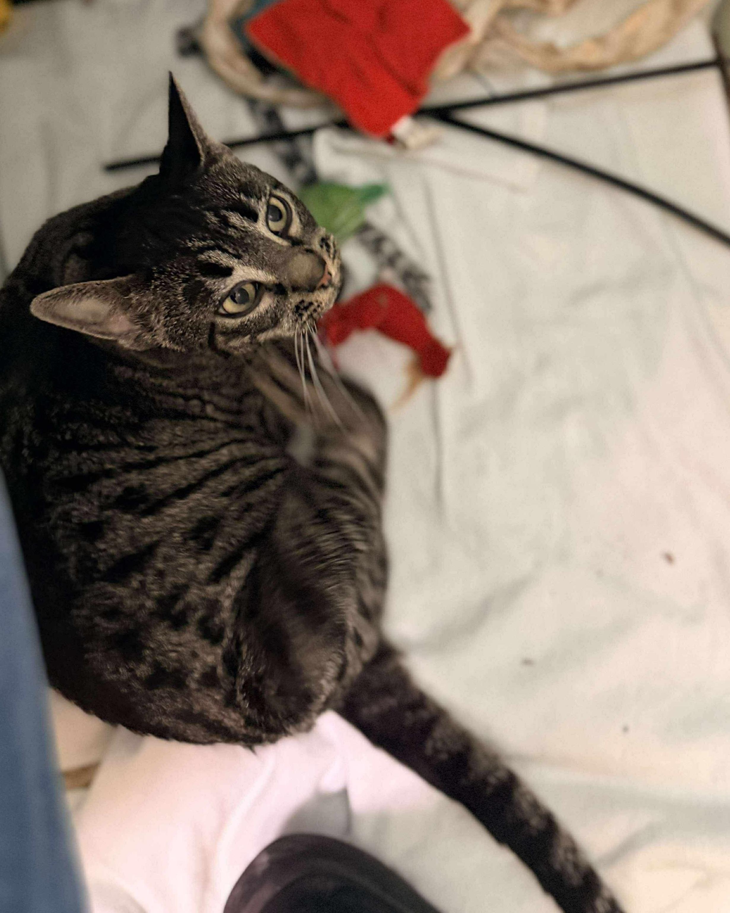 Moreen, a Adoptable mixed breed in Chicago, IL image 6/6