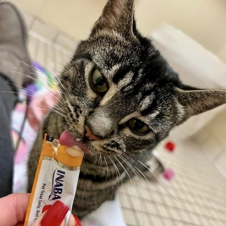 Enlarge Moreen, a Adoptable mixed breed in Chicago, IL image 4/6