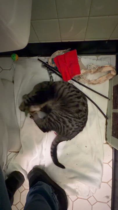 Enlarge Moreen, a Adoptable mixed breed in Chicago, IL video 4/6