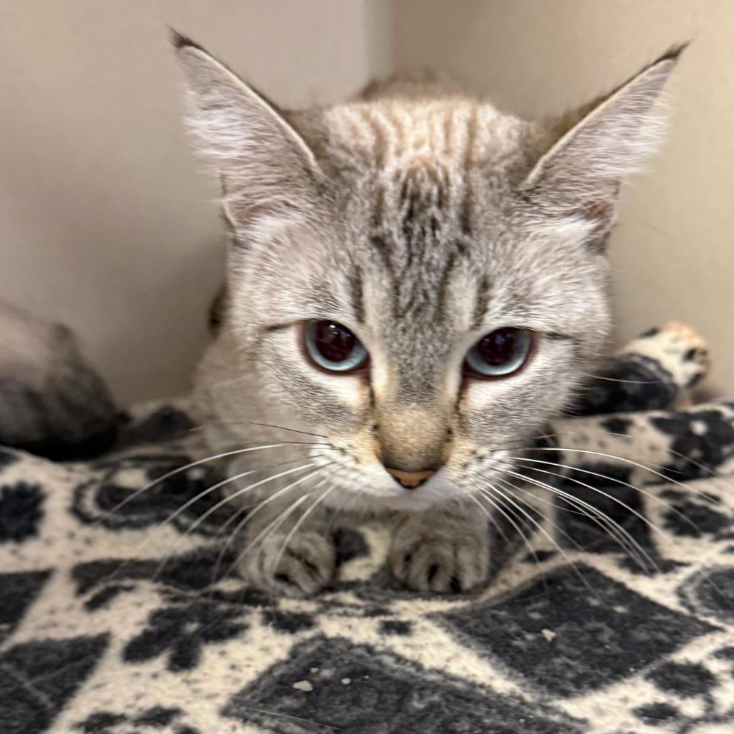 Freya, a Adoptable Domestic Short Hair in Rifle, CO image 1/3