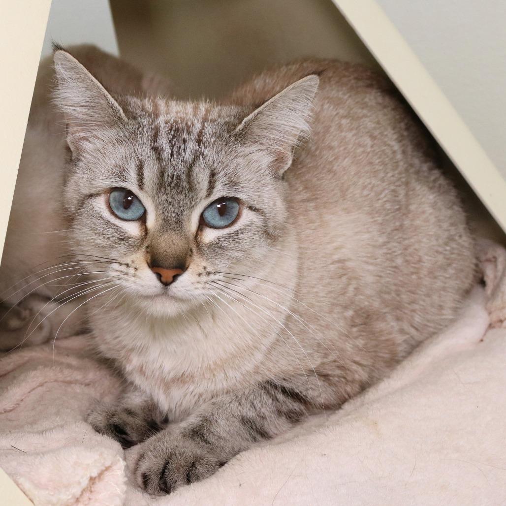 Freya, a Adoptable Domestic Short Hair in Rifle, CO image 2/3