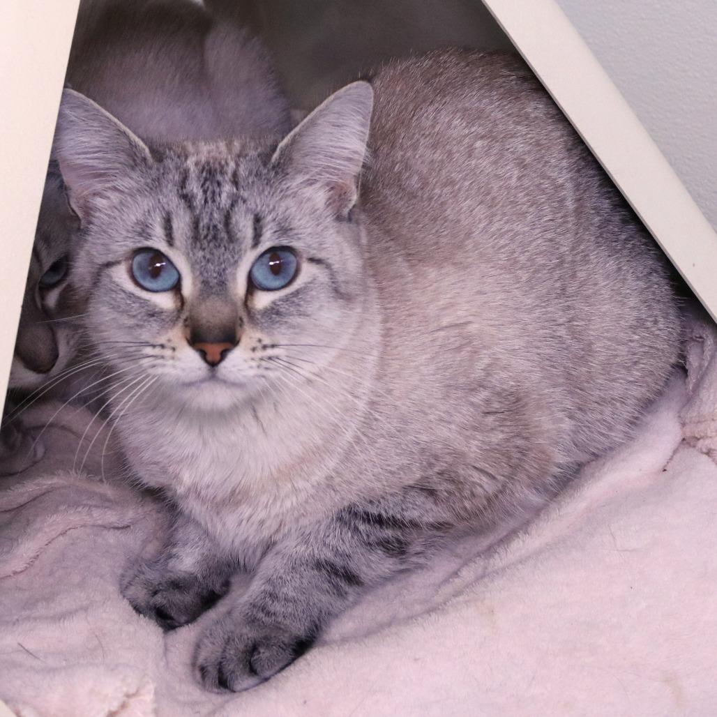 Freya, a Adoptable Domestic Short Hair in Rifle, CO image 3/3