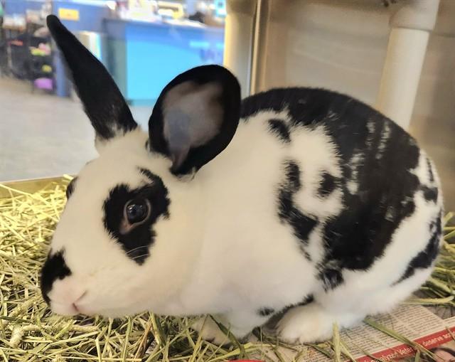 OREO, Adoptable, Adult Female Bunny Rabbit.