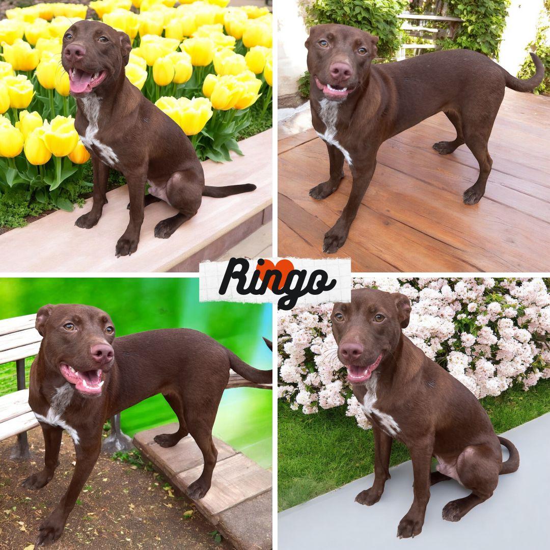 Ringo, an adoptable Labrador Retriever, Vizsla in Tishomingo, OK, 73460 | Photo Image 1