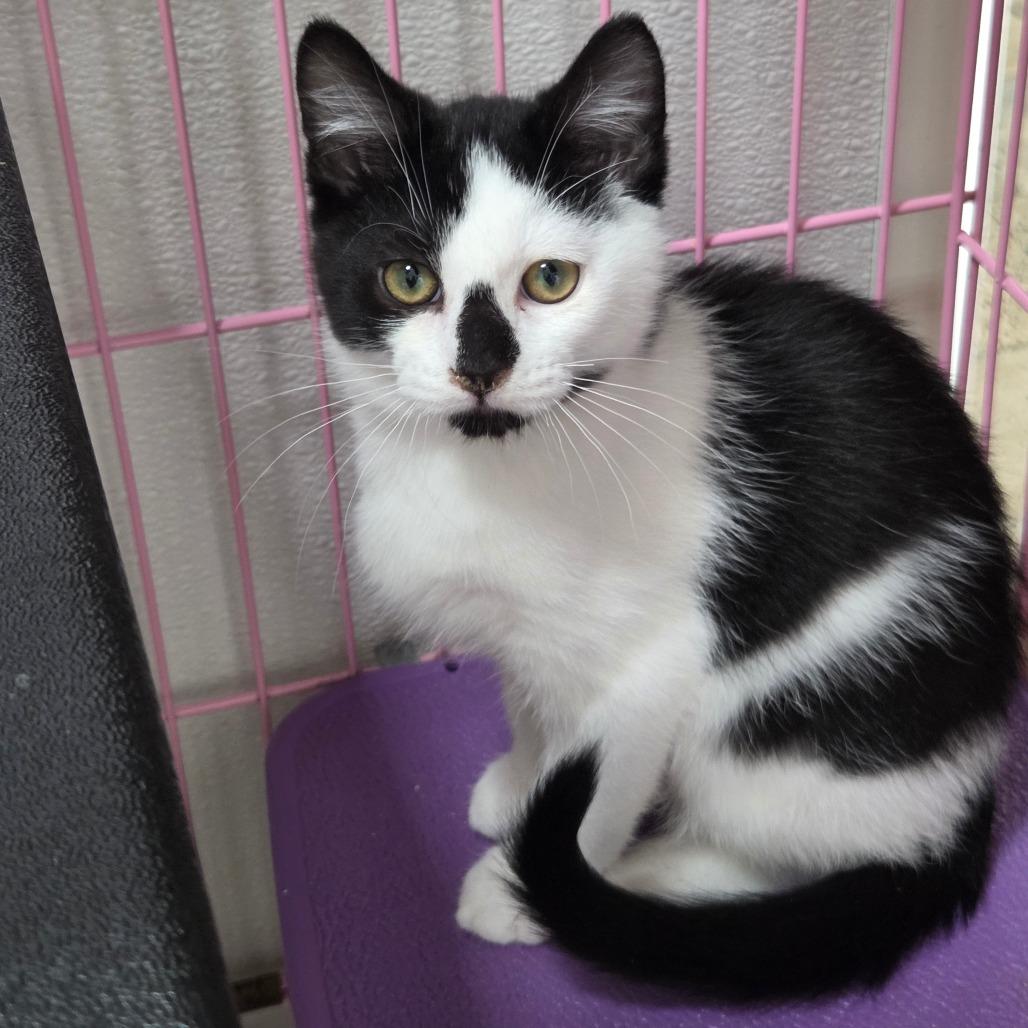 Enlarge Hansel, a Adoptable Domestic Short Hair in Priest River, ID image 1/2