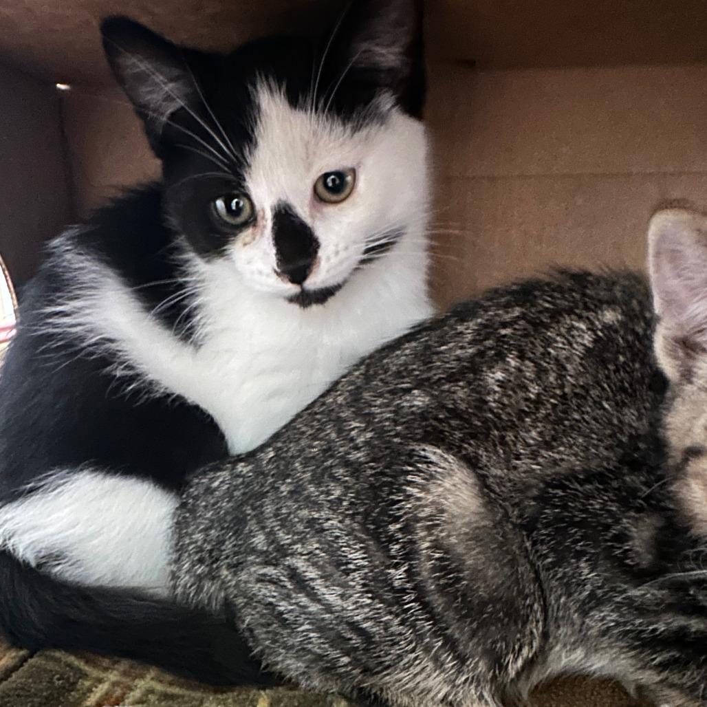 Enlarge Hansel, a Adoptable Domestic Short Hair in Priest River, ID image 2/2