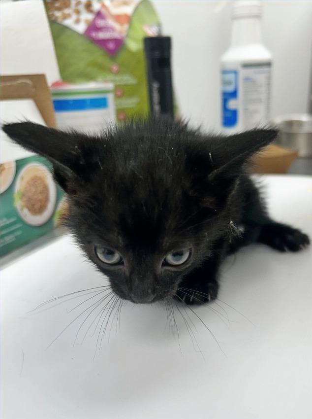 Pete, Adoptable, Kitten Male Domestic Short Hair.