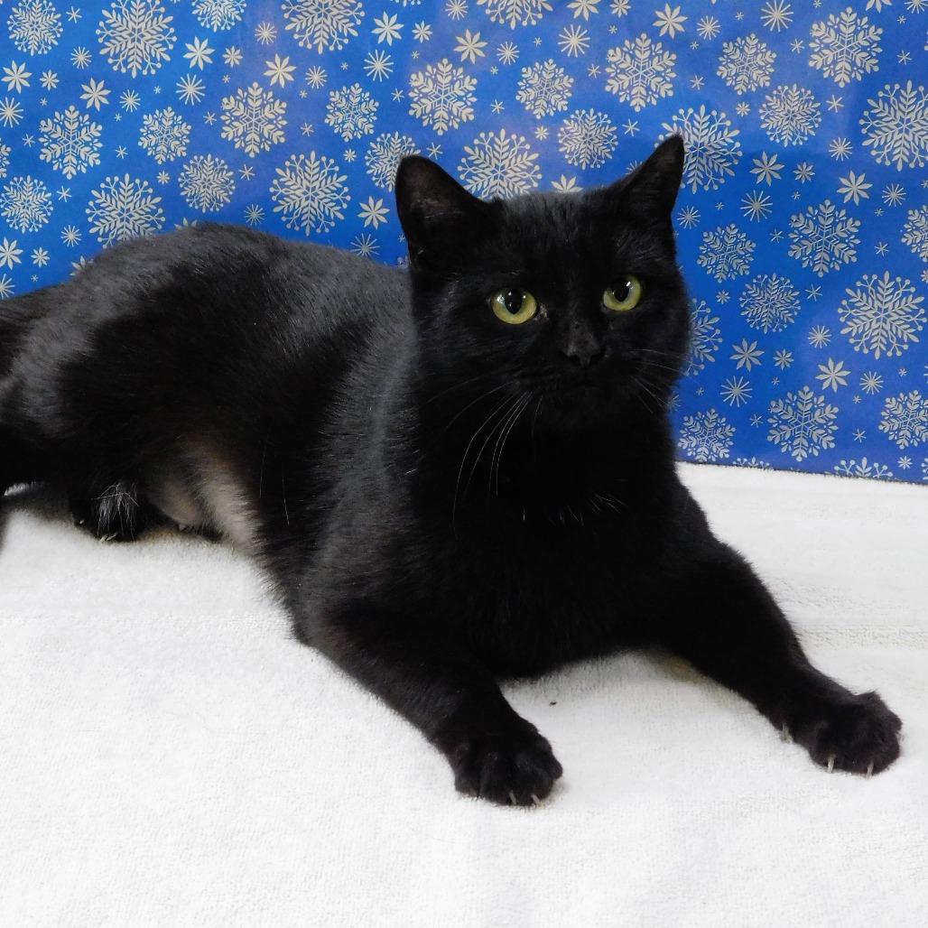 Enlarge Kate, a Adoptable Domestic Short Hair in Canton, IL image 1/6