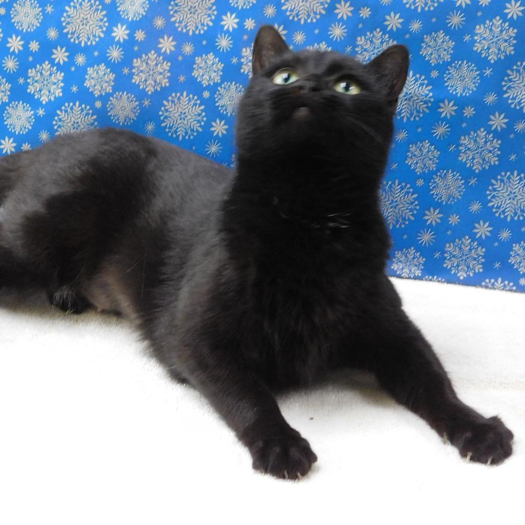 Enlarge Kate, a Adoptable Domestic Short Hair in Canton, IL image 3/6
