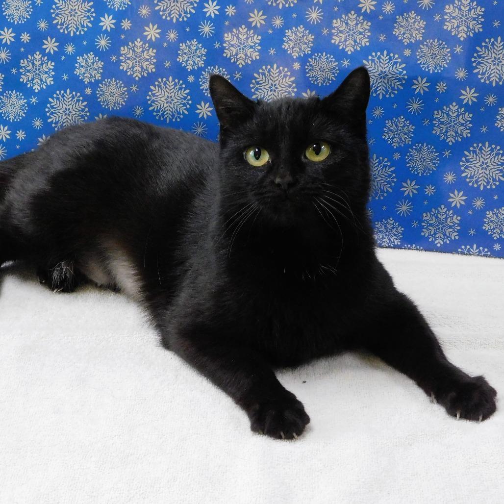 Enlarge Kate, a Adoptable Domestic Short Hair in Canton, IL image 5/6