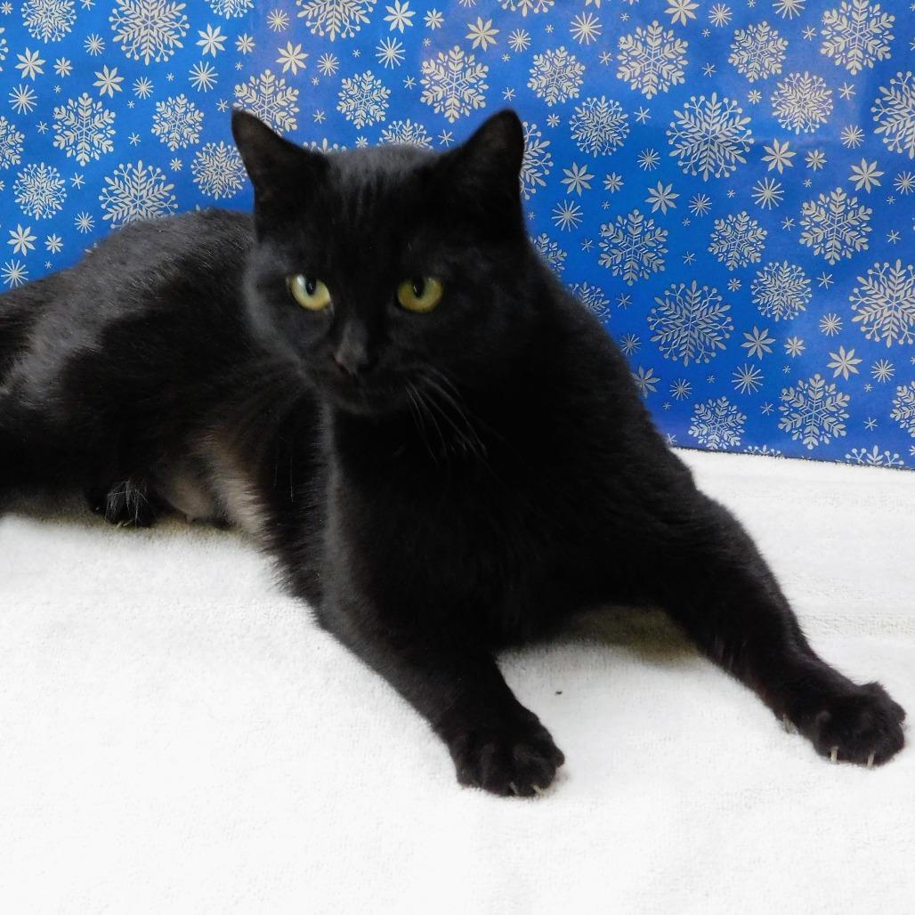 Enlarge Kate, a Adoptable Domestic Short Hair in Canton, IL image 6/6