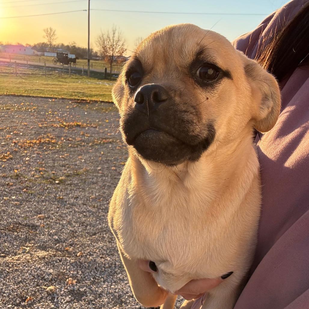 Tonks, Adoptable, Young Female Pug.