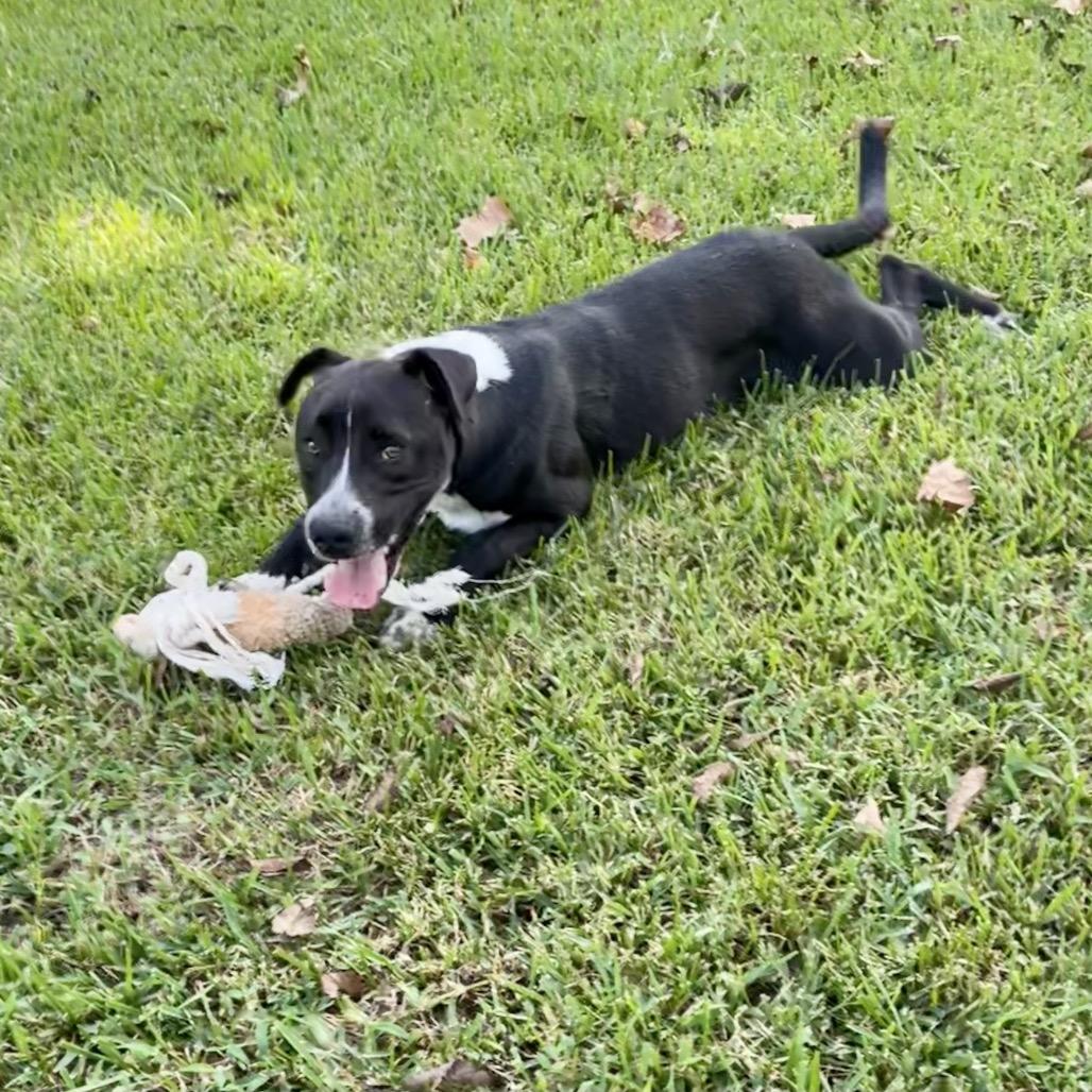 Bear, Adoptable, Young Male Retriever & Hound.