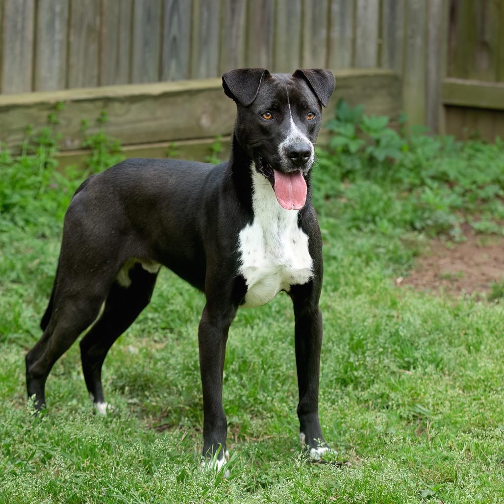Enlarge Bear, a Adoptable mixed breed in Livingston, TX image 1/6