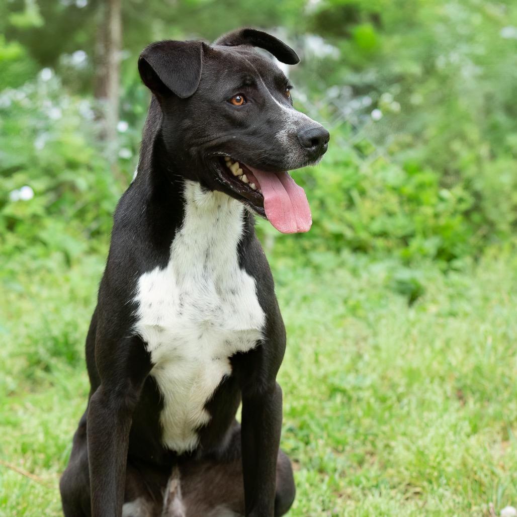 Enlarge Bear, a Adoptable mixed breed in Livingston, TX image 2/6