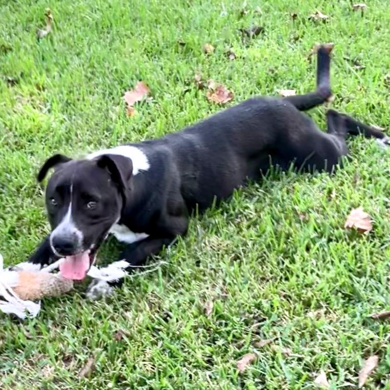 Enlarge Bear, a Adoptable mixed breed in Livingston, TX image 1/5