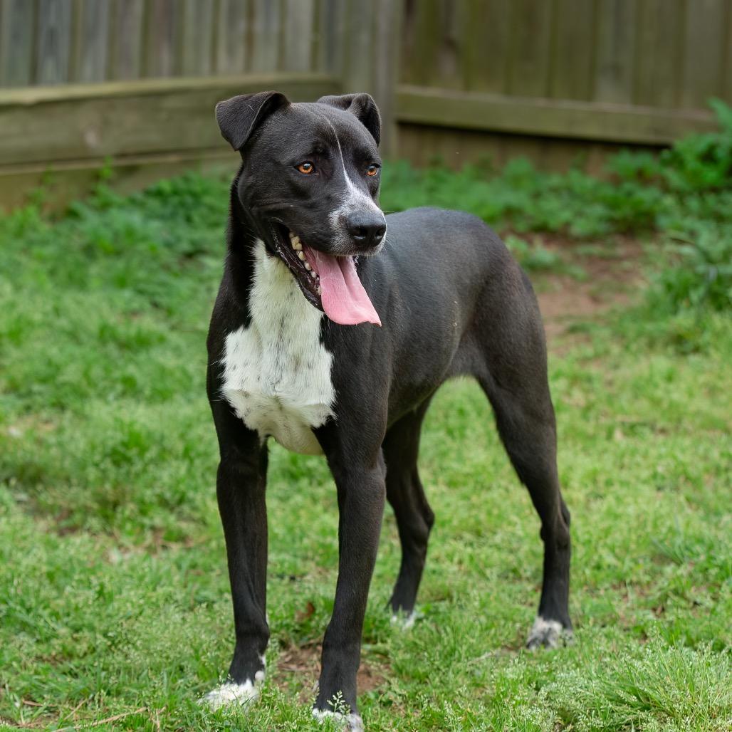 Bear, a Adoptable mixed breed in Livingston, TX image 3/6
