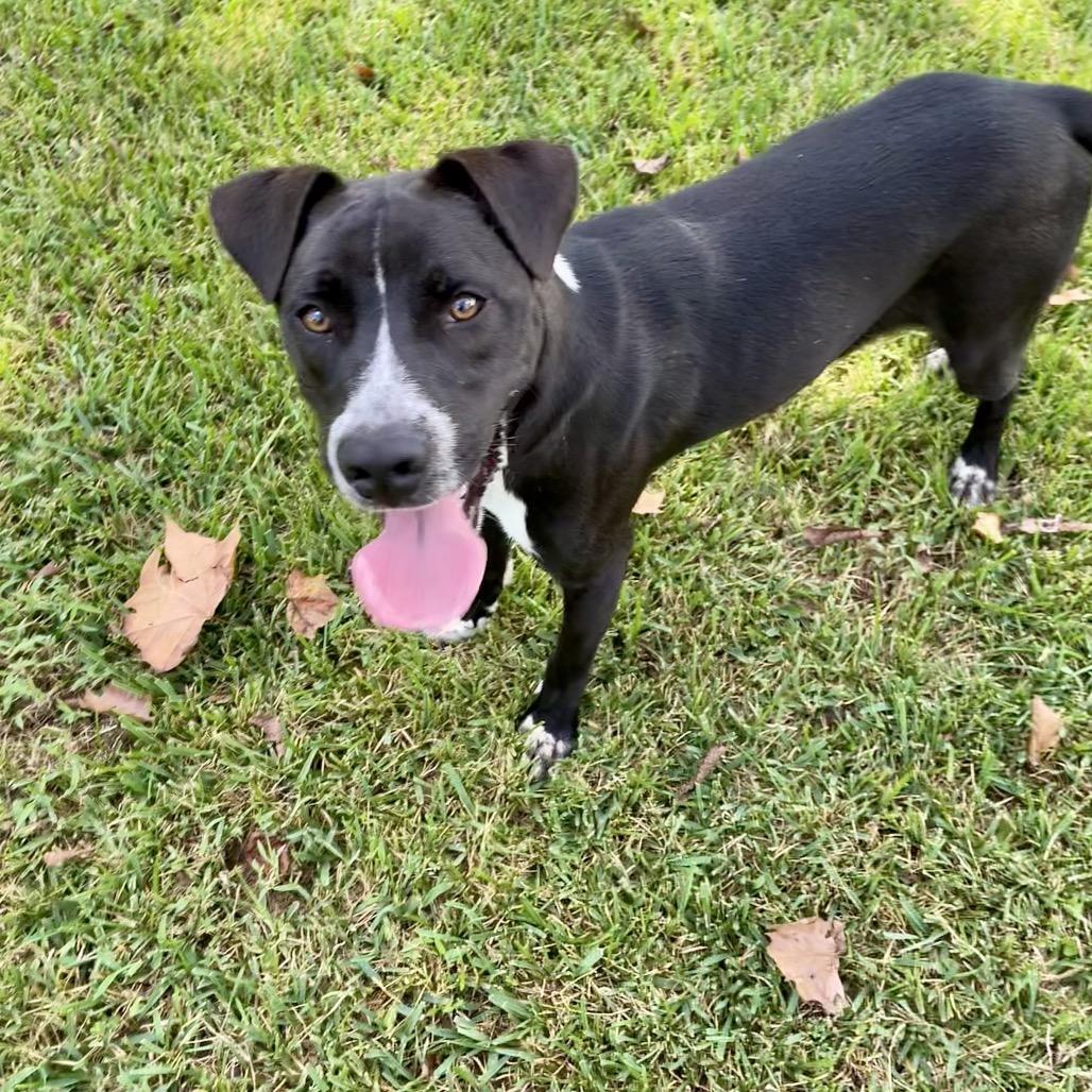 Enlarge Bear, a Adoptable mixed breed in Livingston, TX image 2/5