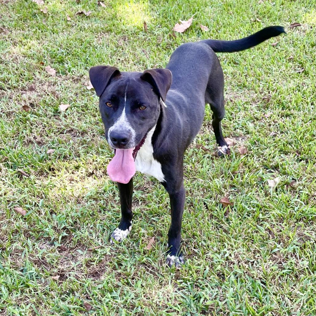 Enlarge Bear, a Adoptable mixed breed in Livingston, TX image 3/5