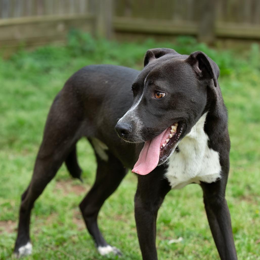 Enlarge Bear, a Adoptable mixed breed in Livingston, TX image 4/6
