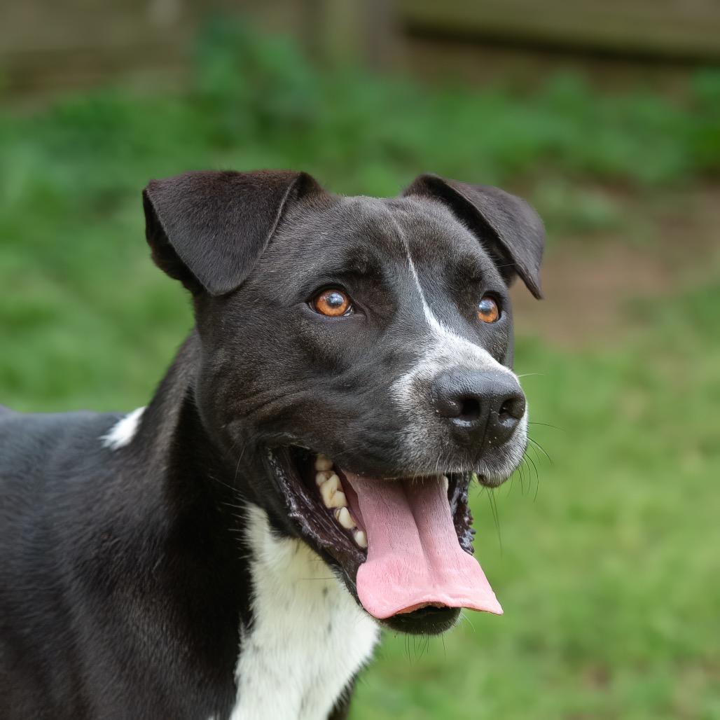 Enlarge Bear, a Adoptable mixed breed in Livingston, TX image 5/6
