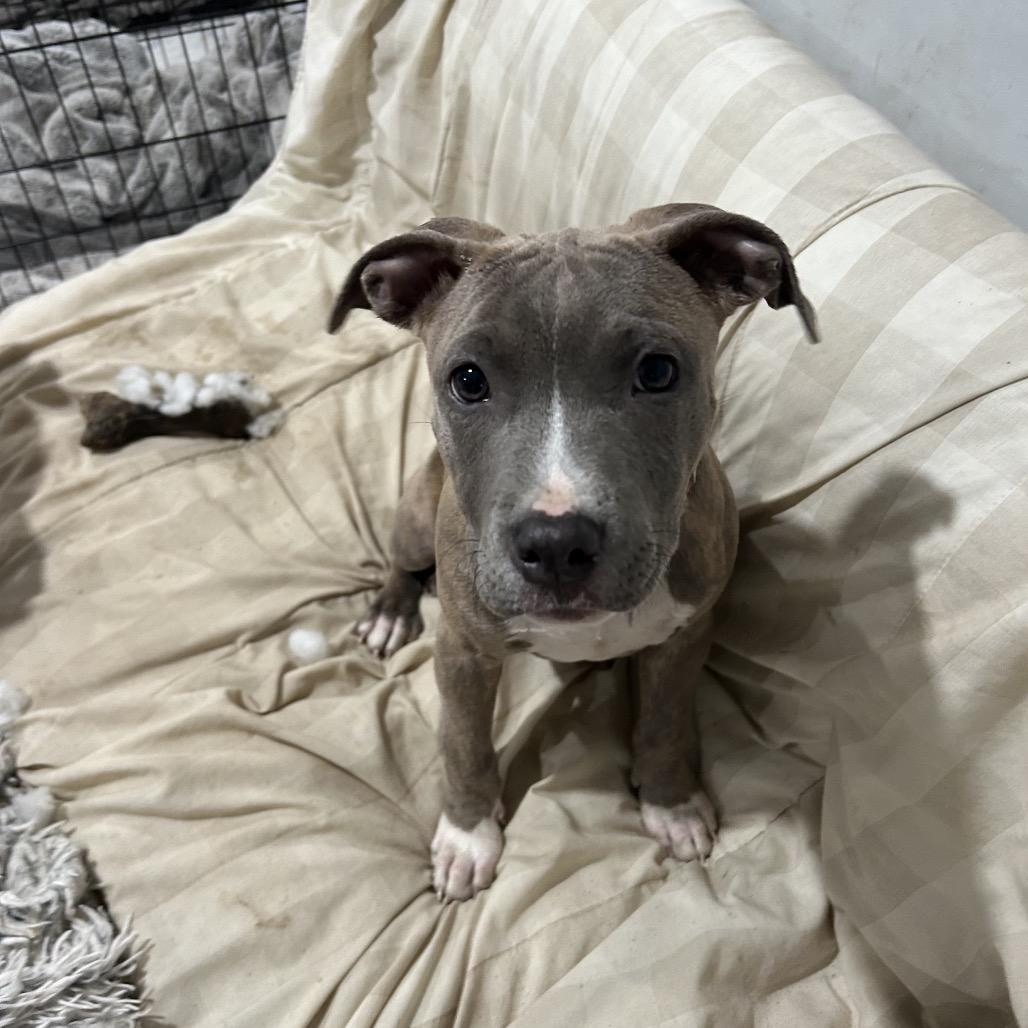 Selkie, adopted, Young Female Pit Bull Terrier.
