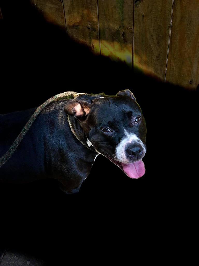 Enlarge Lola, a Adoptable Pit Bull Terrier in Sebastian, FL image 2/6