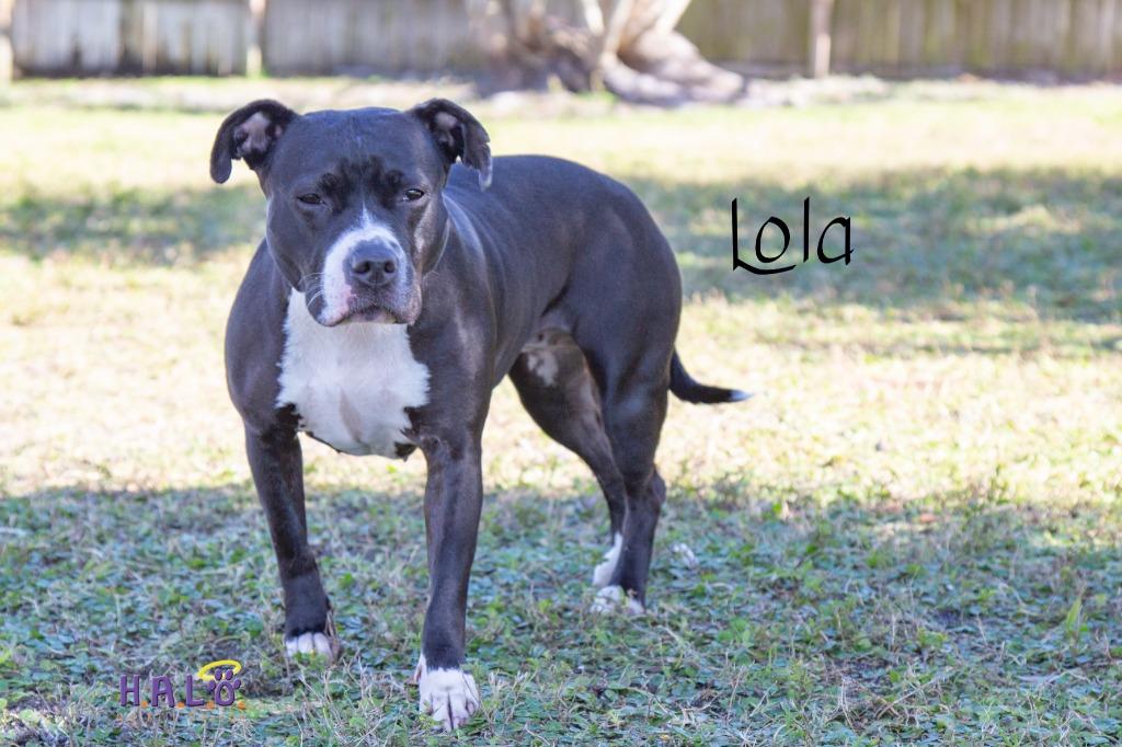 Enlarge Lola, a Adoptable Pit Bull Terrier in Sebastian, FL image 3/6