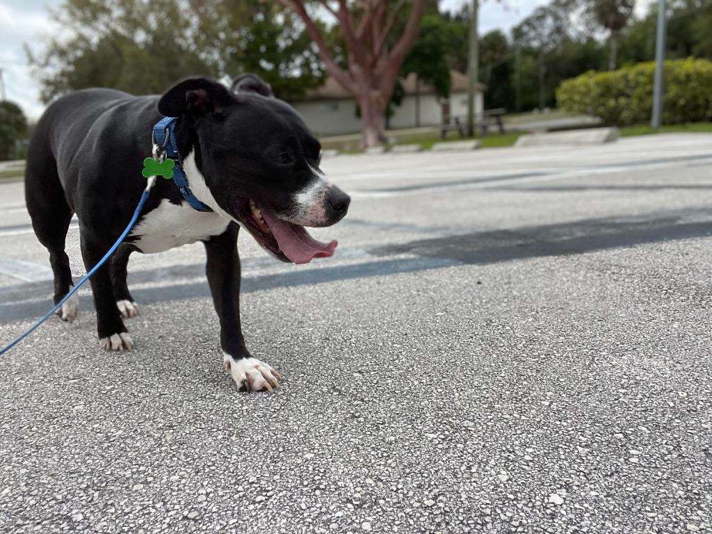 Enlarge Lola, a Adoptable Pit Bull Terrier in Sebastian, FL image 4/6