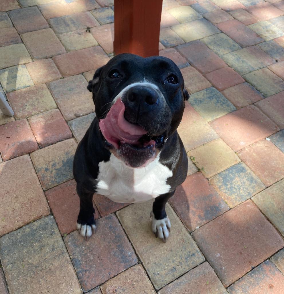 Enlarge Lola, a Adoptable Pit Bull Terrier in Sebastian, FL image 5/6