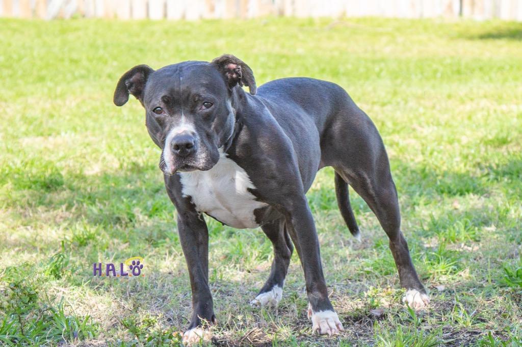 Enlarge Lola, a Adoptable Pit Bull Terrier in Sebastian, FL image 6/6