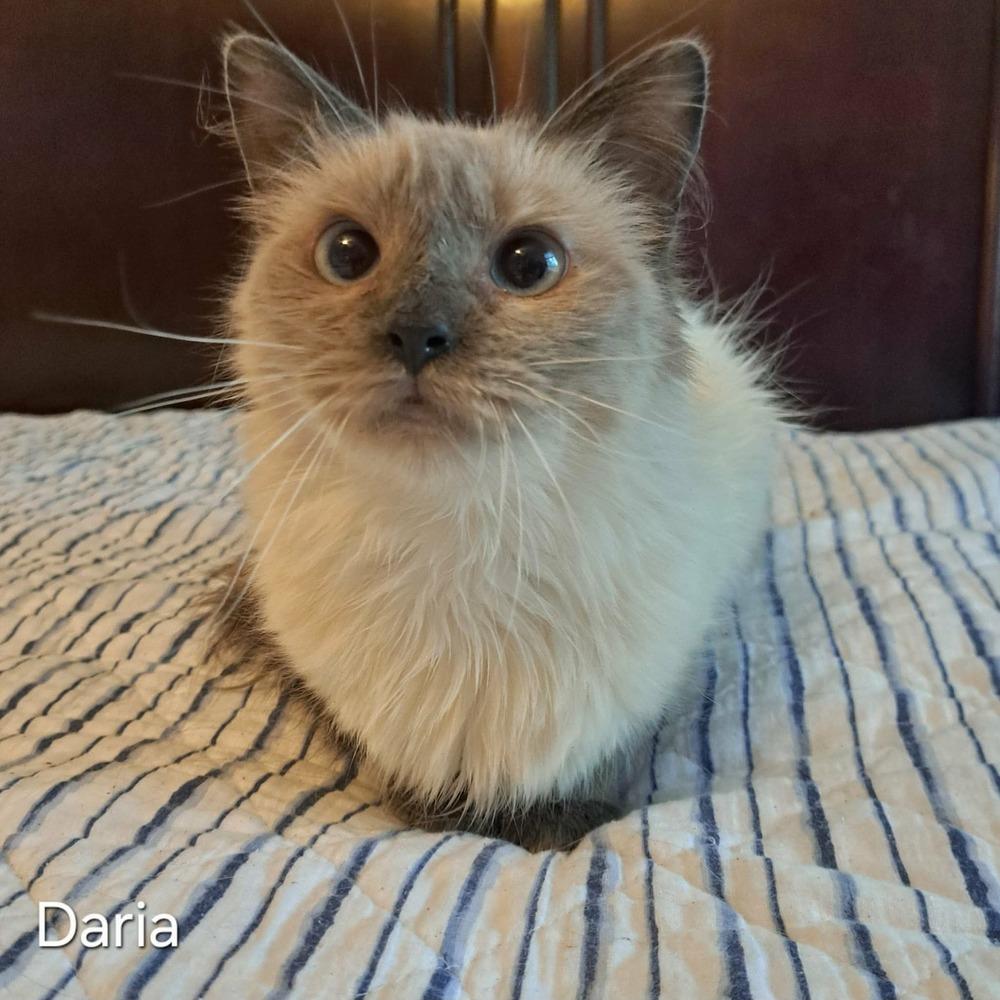 Enlarge Daria, a Adoptable Domestic Long Hair in Groveland, MA image 1/5