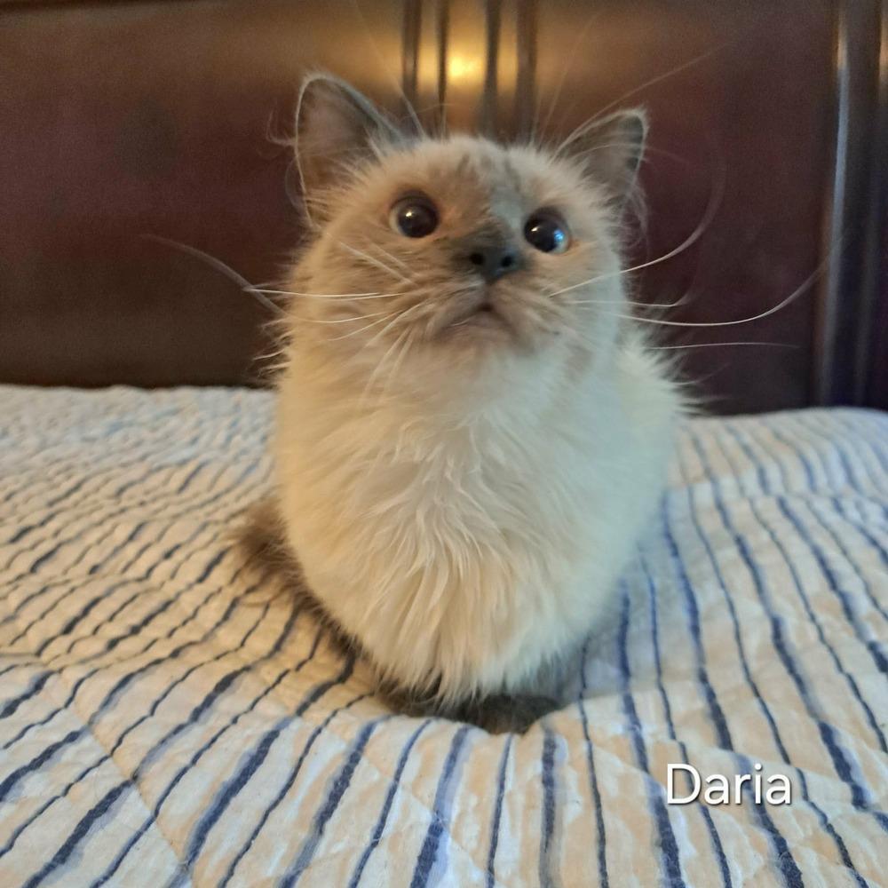 Enlarge Daria, a Adoptable Domestic Long Hair in Groveland, MA image 2/5