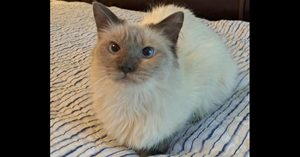 Enlarge Daria, a Adoptable Domestic Long Hair in Groveland, MA image 3/5
