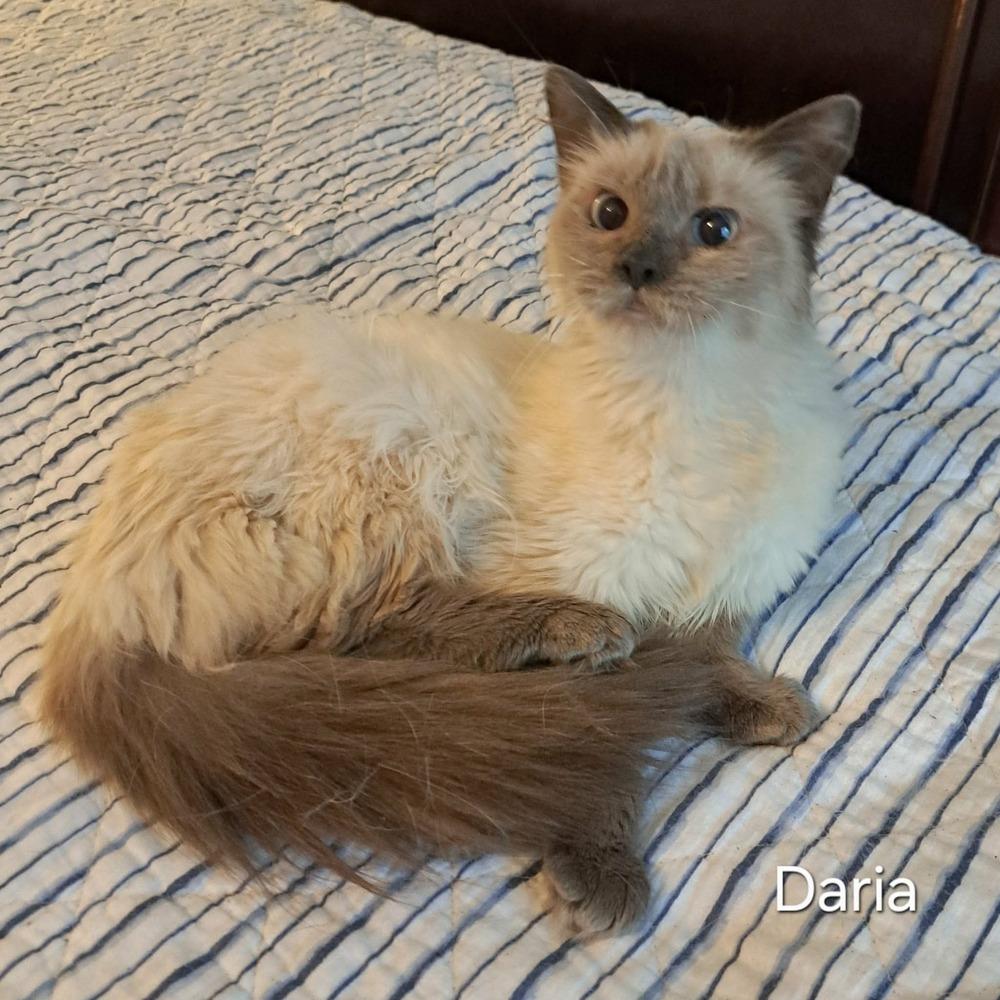 Enlarge Daria, a Adoptable Domestic Long Hair in Groveland, MA image 4/5