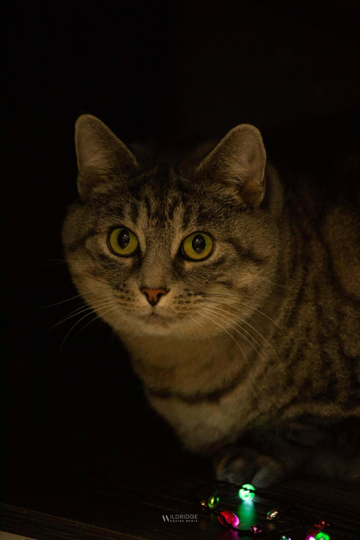 Grizy, a Adoptable Domestic Short Hair in Delson, QC image 1/3