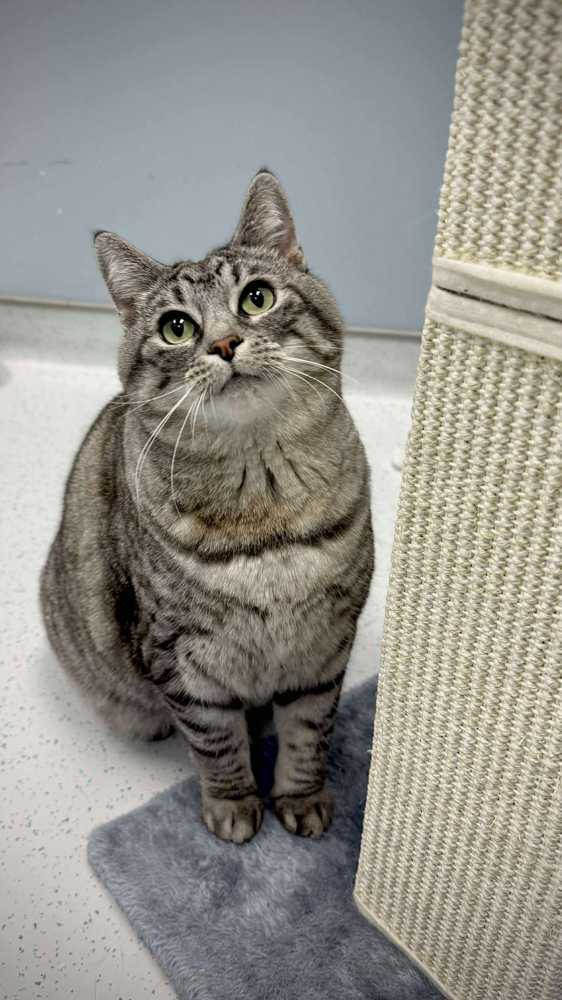 Grizy, Adoptable, Adult Female Domestic Short Hair.