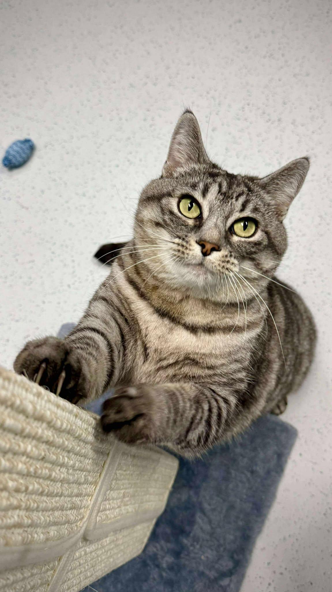 Grizy, a Adoptable Domestic Short Hair in Delson, QC image 3/3