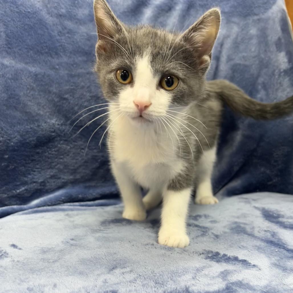 Enlarge Sven, a Adoptable Domestic Short Hair in North Canton, OH image 1/1