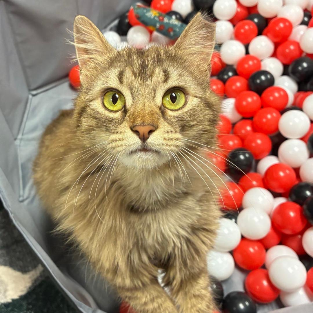 Sienna, ADOPTABLE, Young Female Domestic Long Hair.